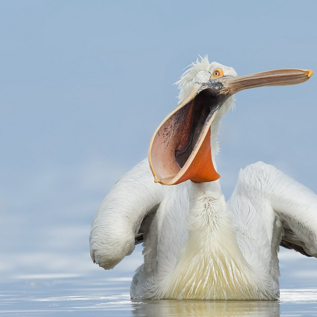 Обои вода, природа, птица, клюв, пеликан, water, nature, bird, beak, pelican разрешение 1920x1200 Загрузить