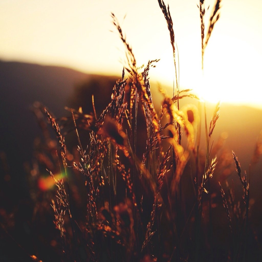 Обои трава, солнце, природа, растения, закат, макро, колоски, grass, the sun, nature, plants, sunset, macro, spikelets разрешение 2304x1536 Загрузить