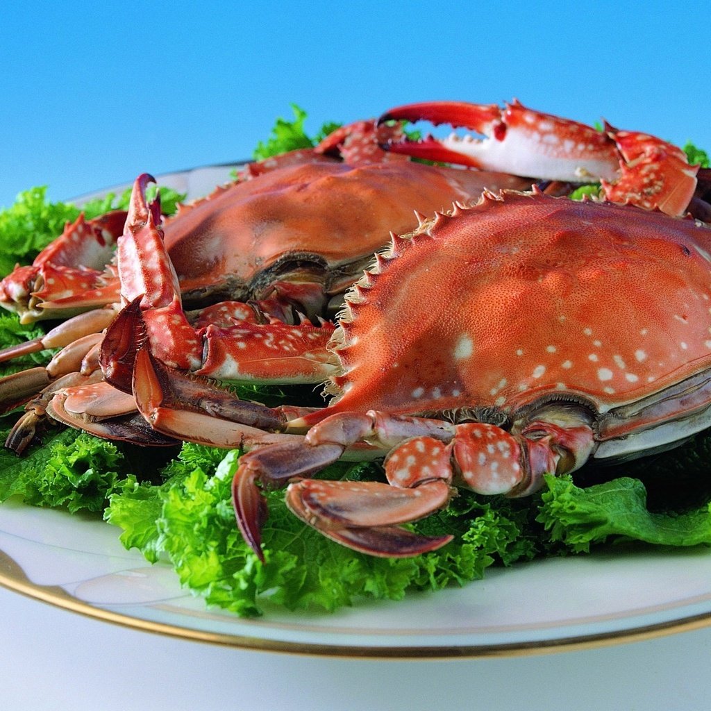 Обои зелень, крабы, тарелка, краб, морепродукты, листья салата, greens, crabs, plate, crab, seafood, lettuce разрешение 1920x1393 Загрузить