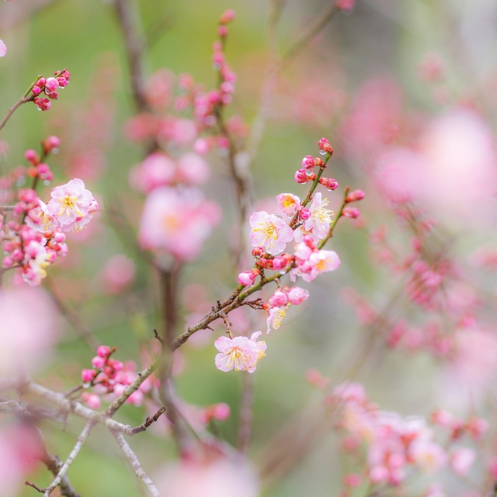 Обои цветы, ветки, сад, весна, flowers, branches, garden, spring разрешение 2048x1404 Загрузить