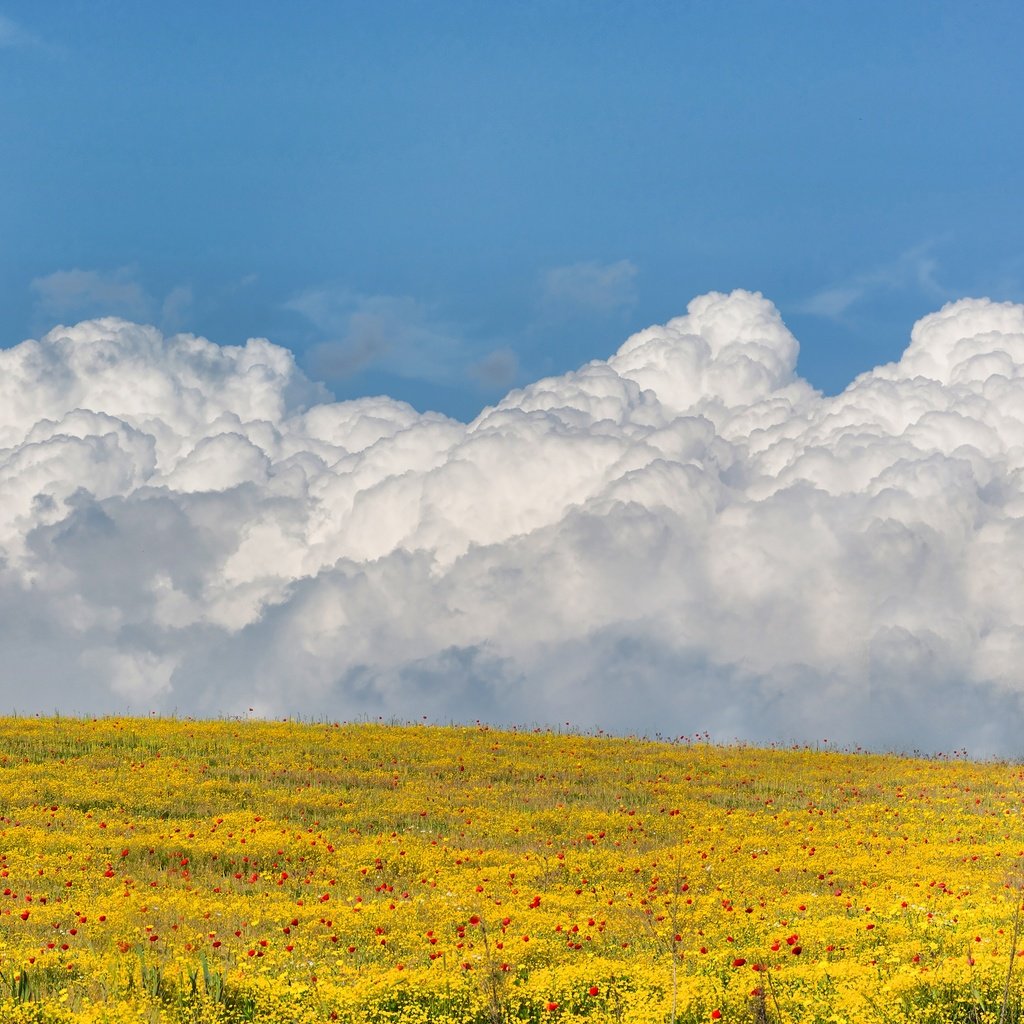 Обои небо, цветы, облака, поле, the sky, flowers, clouds, field разрешение 3000x2000 Загрузить