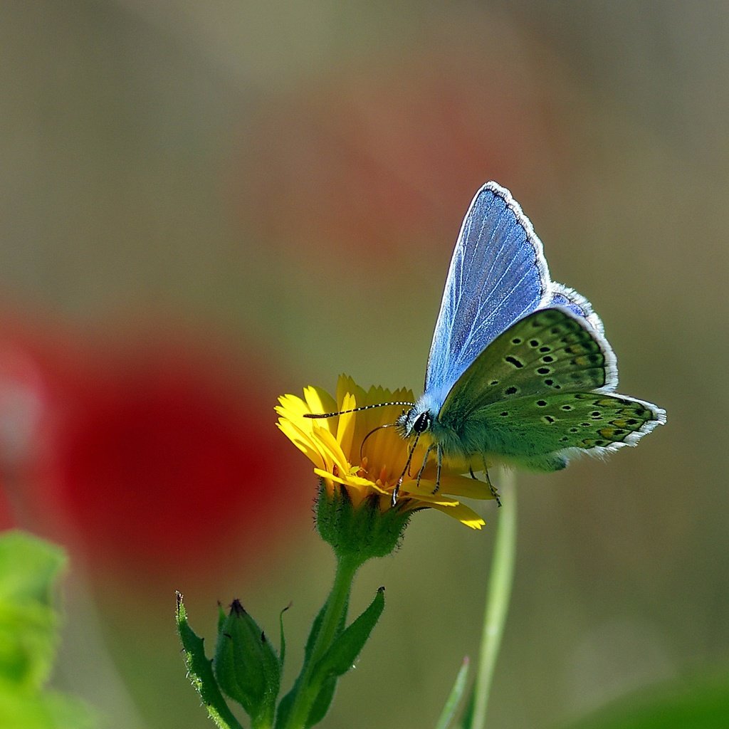 Обои желтый, макро, насекомое, цветок, бабочка, нектар, ziva & amir, yellow, macro, insect, flower, butterfly, nectar разрешение 2069x1503 Загрузить