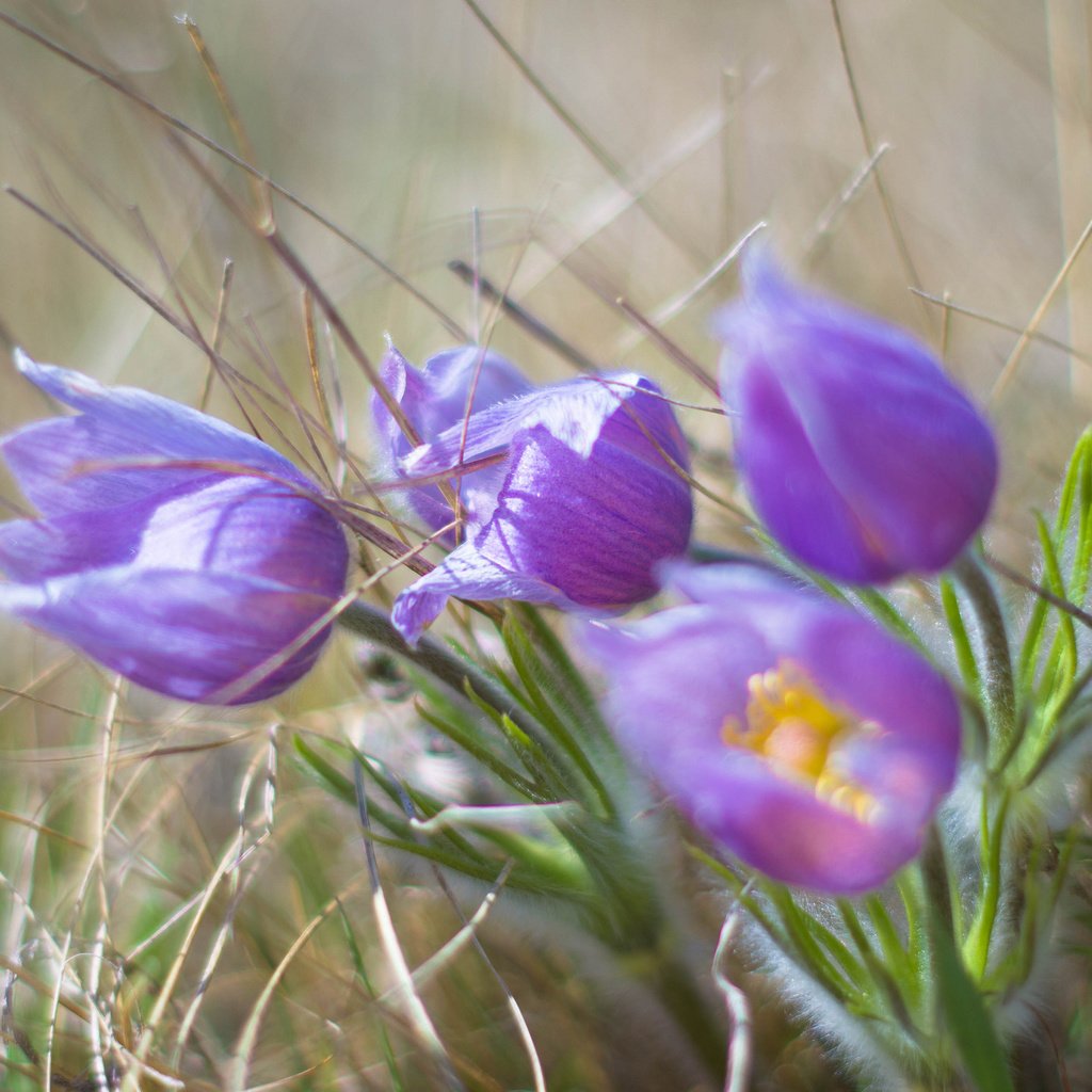 Обои цветы, цветком, ветреница, сон-трава, прострел, flowers, flower, anemone, sleep-grass, cross разрешение 2048x1510 Загрузить