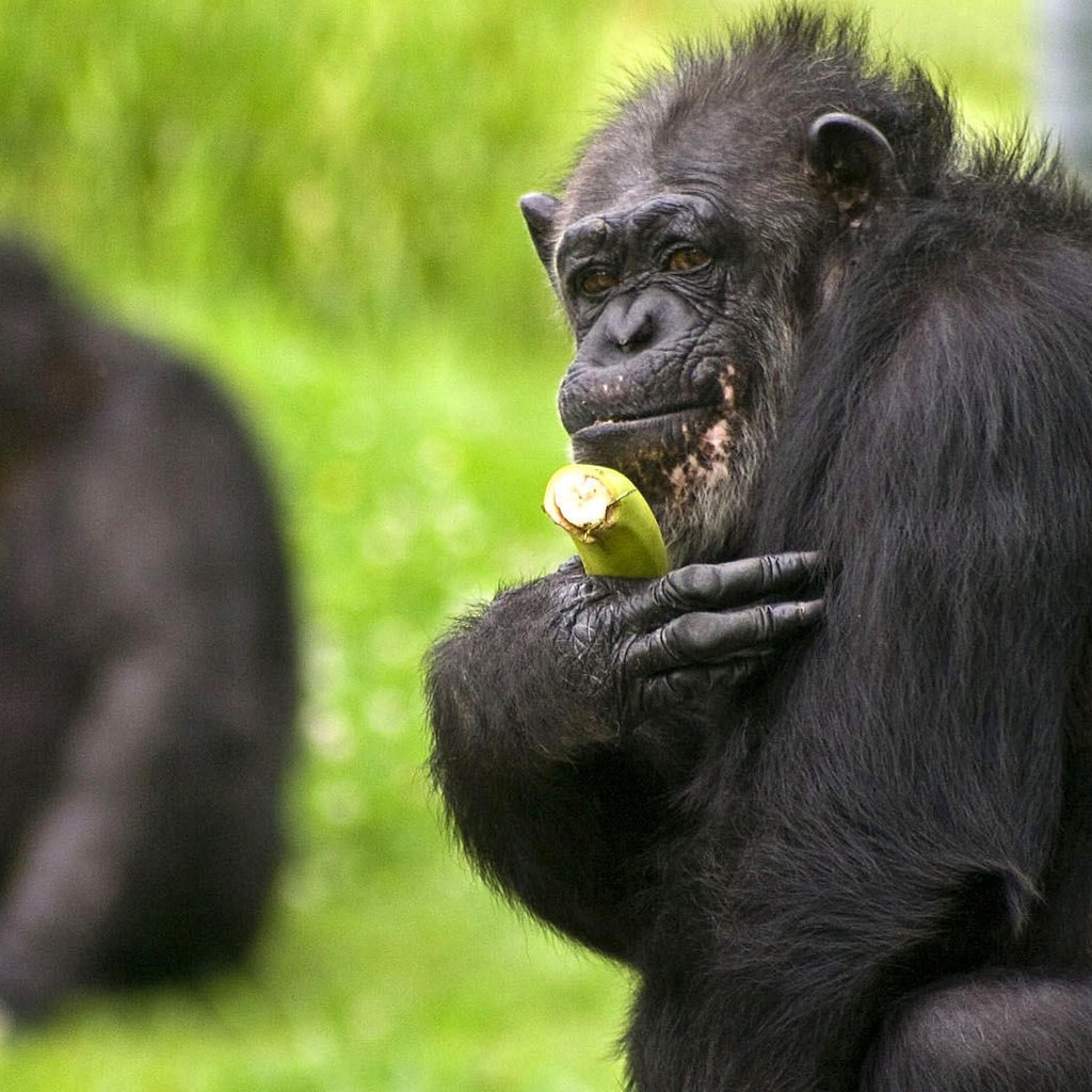 Обои трава, обезьяна, банан, шимпанзе, grass, monkey, banana, chimpanzees разрешение 1920x1080 Загрузить