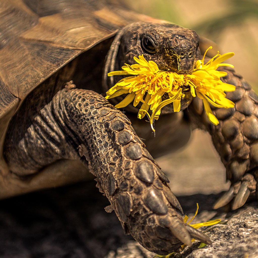 Обои желтый, цветок, черепаха, одуванчик, tortoise, yellow, flower, turtle, dandelion разрешение 2560x1600 Загрузить