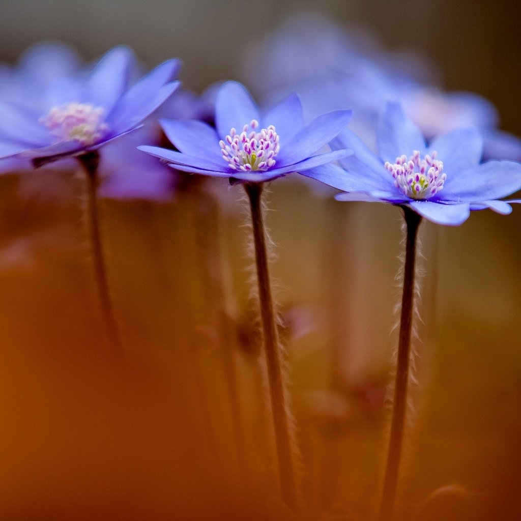 Обои цветы, макро, весна, синие, анемоны, anemone hepatica, печеночники, flowers, macro, spring, blue, anemones, the liverworts разрешение 1920x1200 Загрузить