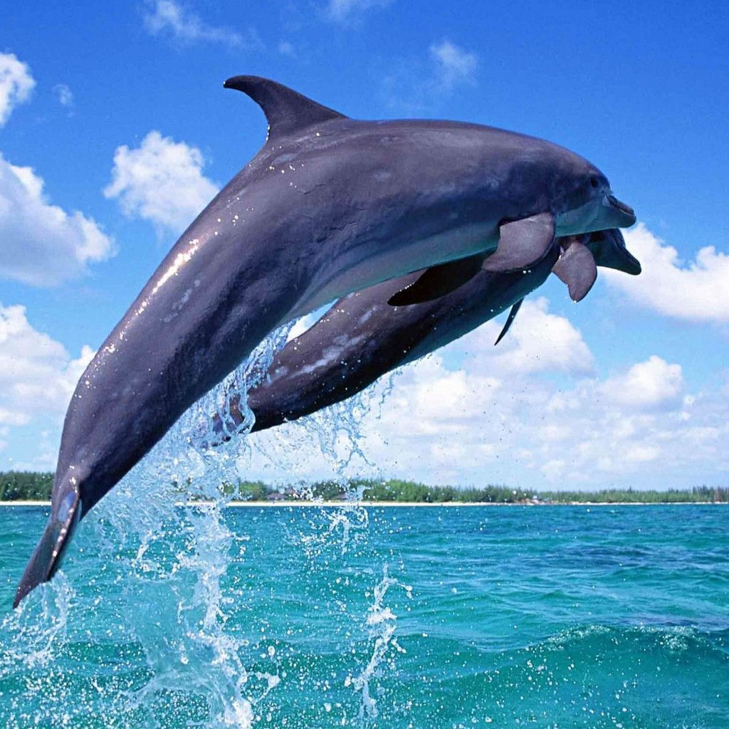 Обои небо, вода, море, горизонт, прыжок, дельфины, дельфин, подводный мир, the sky, water, sea, horizon, jump, dolphins, dolphin, underwater world разрешение 1920x1080 Загрузить