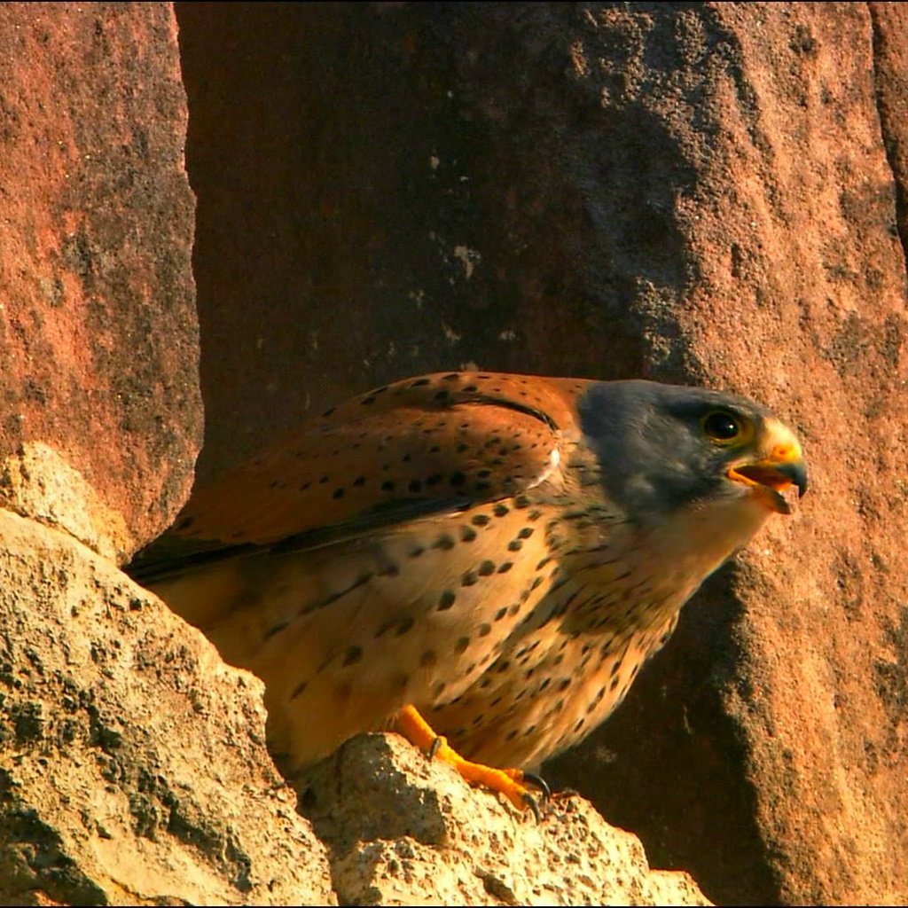 Обои животные, птицы, клюв, перья, пустельга, animals, birds, beak, feathers, kestrel разрешение 1920x1080 Загрузить