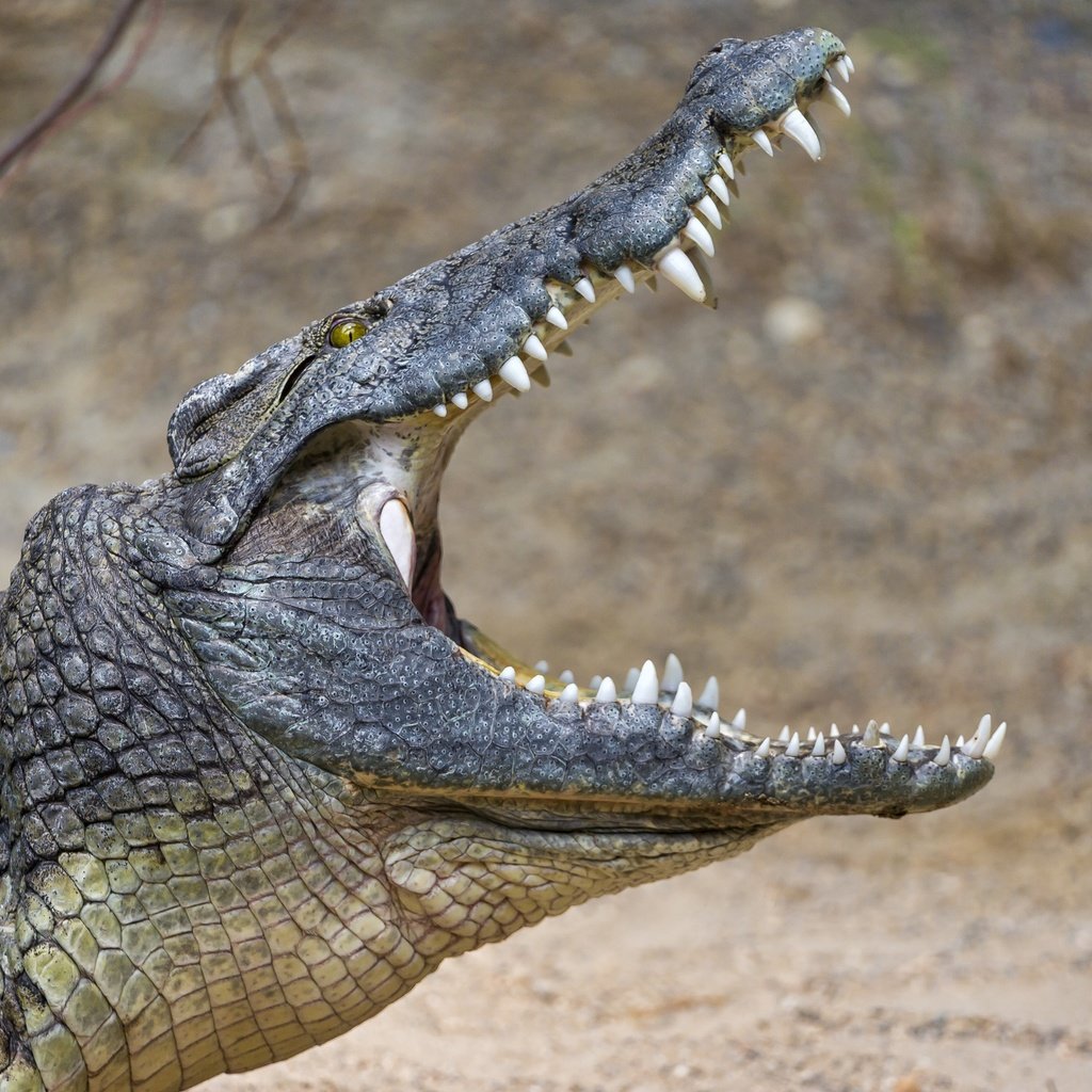 Обои зубы, крокодил, пасть, рептилия, © tambako jaguar, teeth, crocodile, mouth, reptile, © tambako the jaguar разрешение 2876x1800 Загрузить