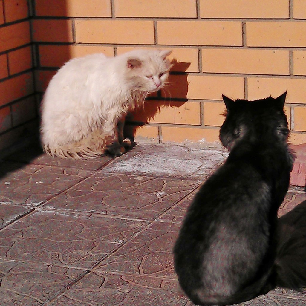 Обои черный, белый, весна, коты, кошки, black, white, spring, cats разрешение 3264x1840 Загрузить