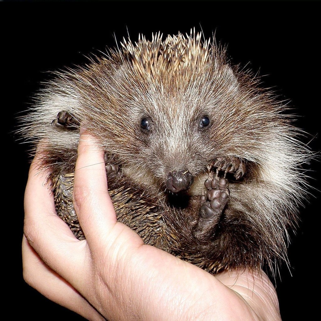 Обои рука, черный фон, пальцы, ежик, иголки, еж, hand, black background, fingers, hedgehog, needles разрешение 1920x1205 Загрузить