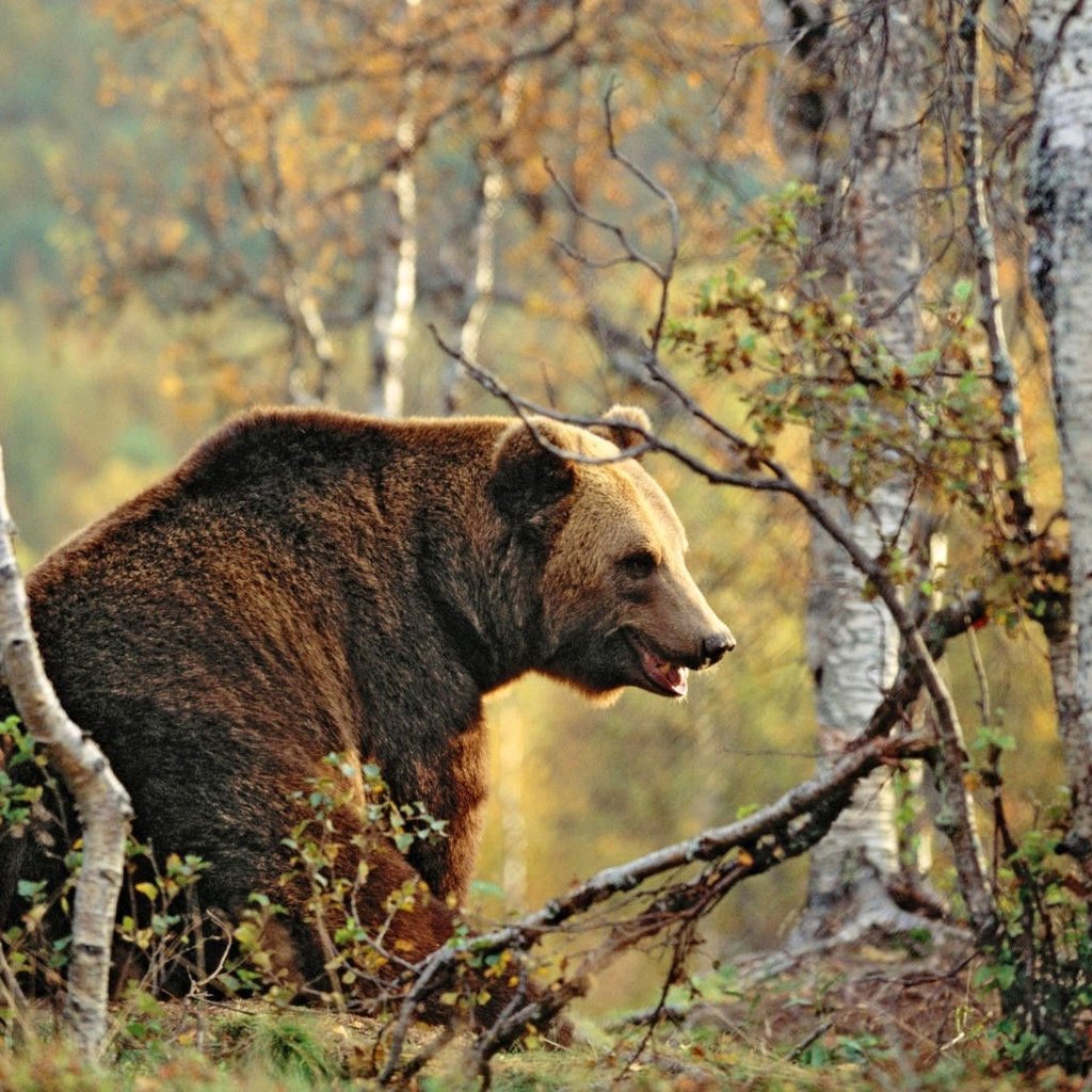 Бурый медведь Зюраткуль