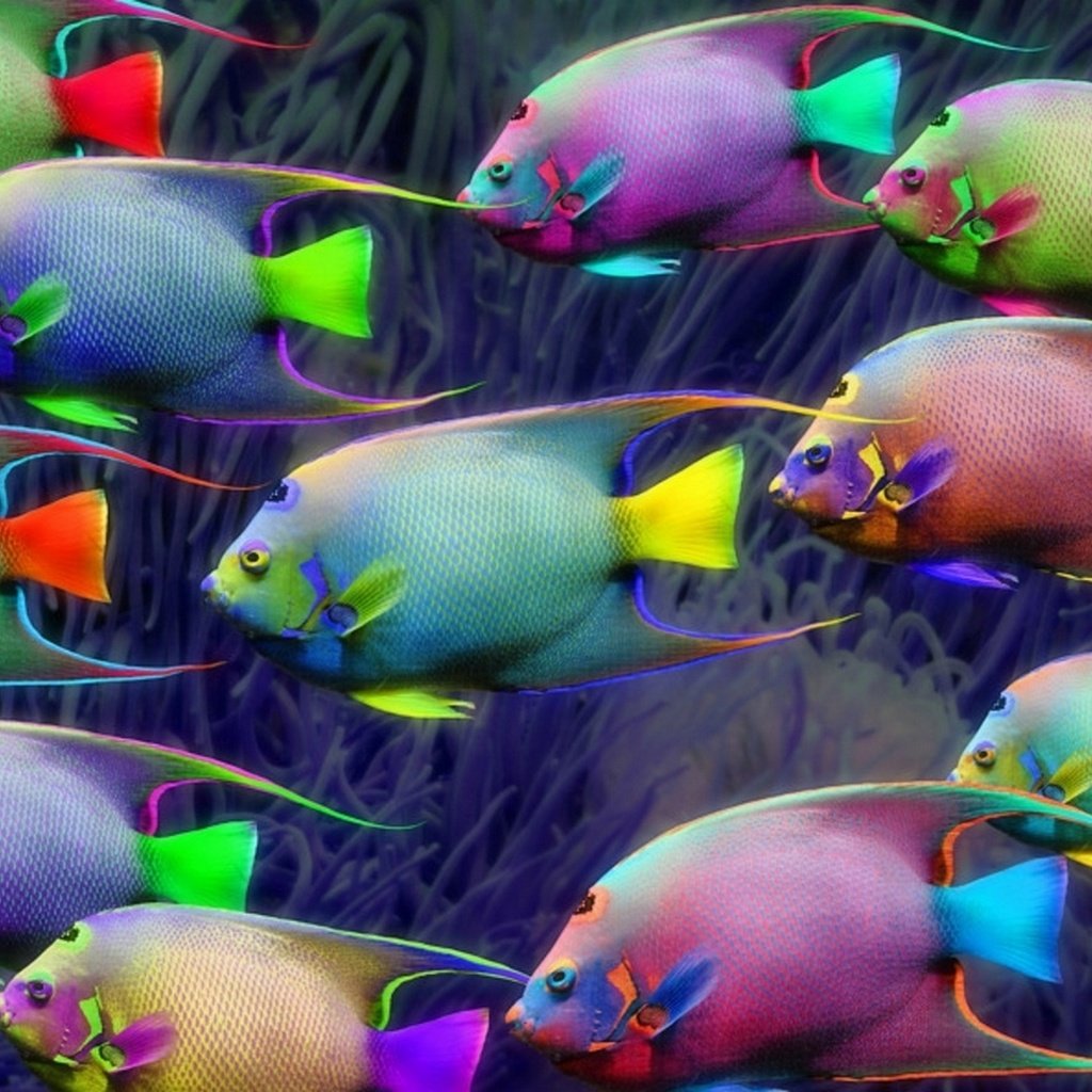 Радужные рыбки