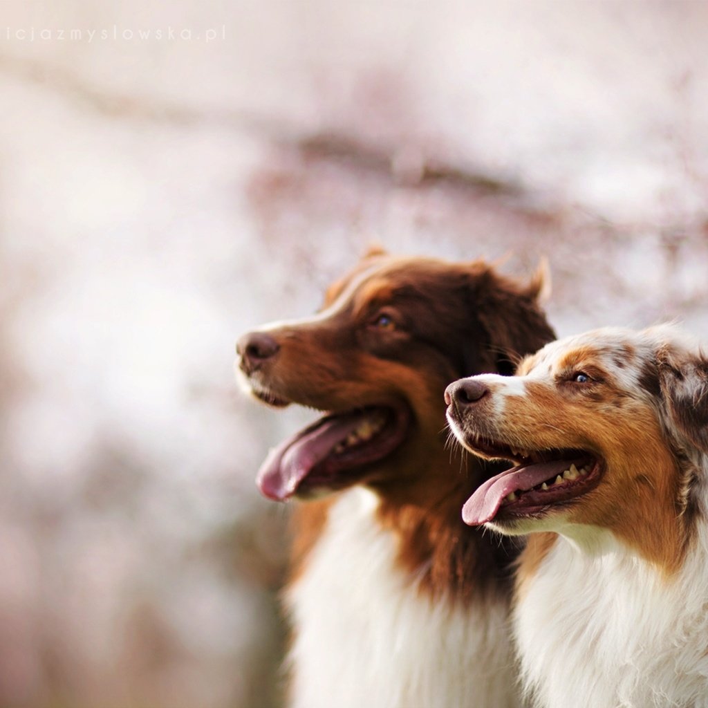 Обои фон, друзья, собаки, австралийская овчарка, background, friends, dogs, australian shepherd разрешение 1920x1280 Загрузить