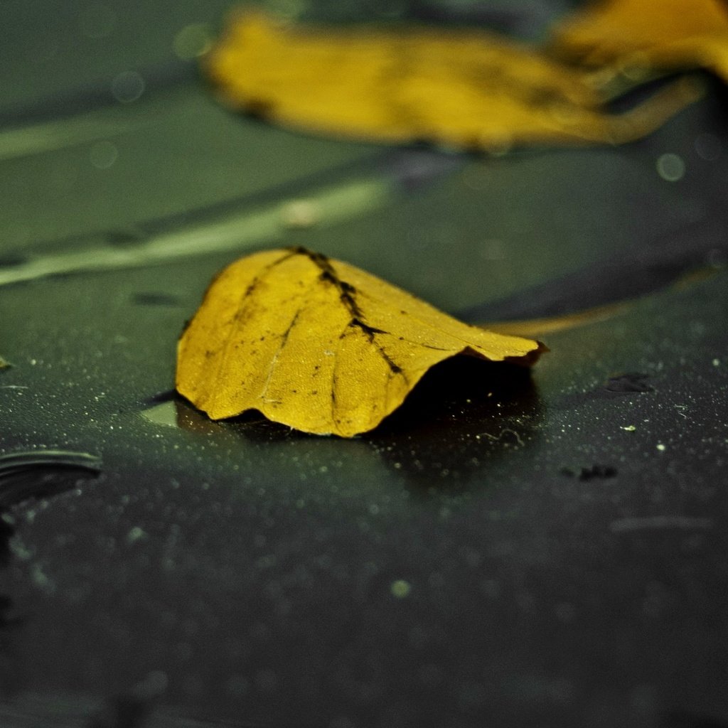 Обои вода, листья, макро, капли, осень, water, leaves, macro, drops, autumn разрешение 2560x1440 Загрузить