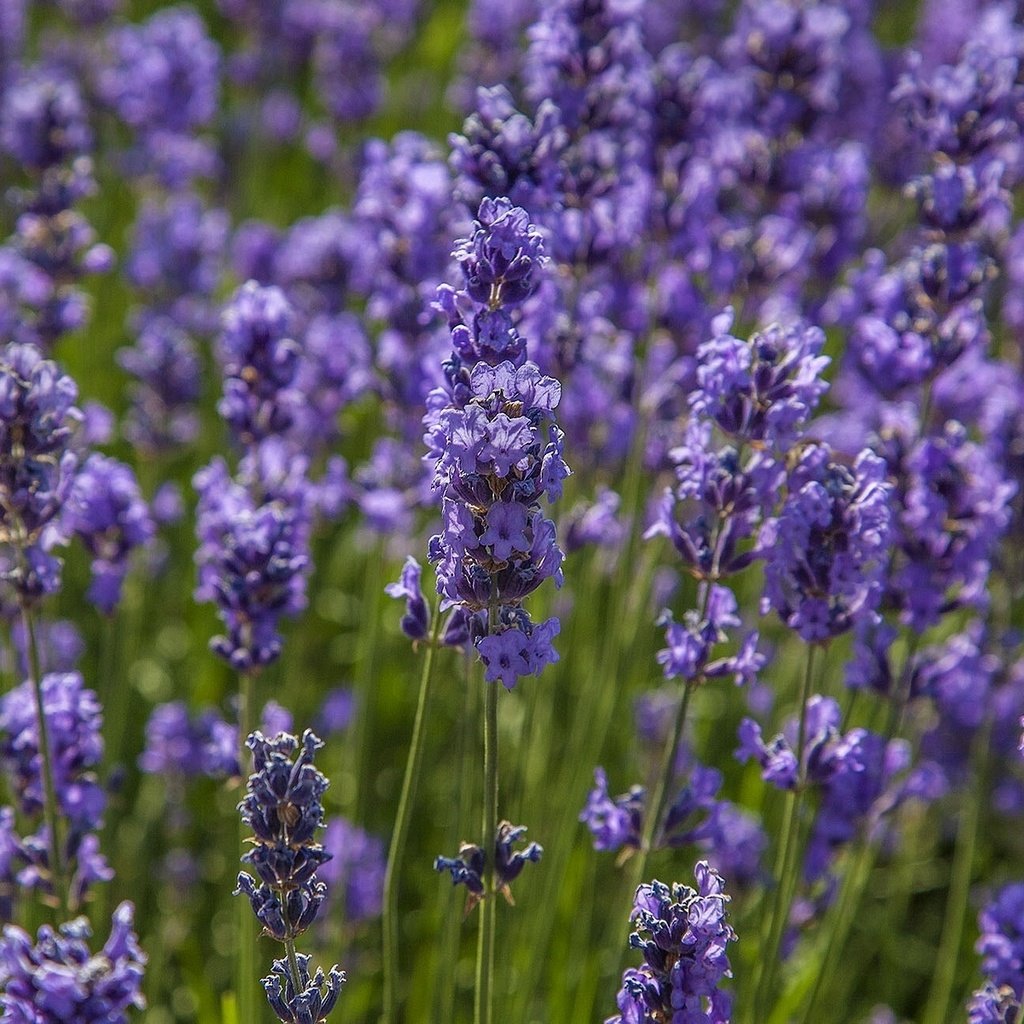 Обои цветы, макро, поле, лаванда, луг, flowers, macro, field, lavender, meadow разрешение 1921x1200 Загрузить