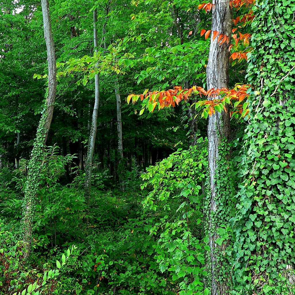 Обои деревья, лес, листья, заросли, trees, forest, leaves, thickets разрешение 2048x1468 Загрузить
