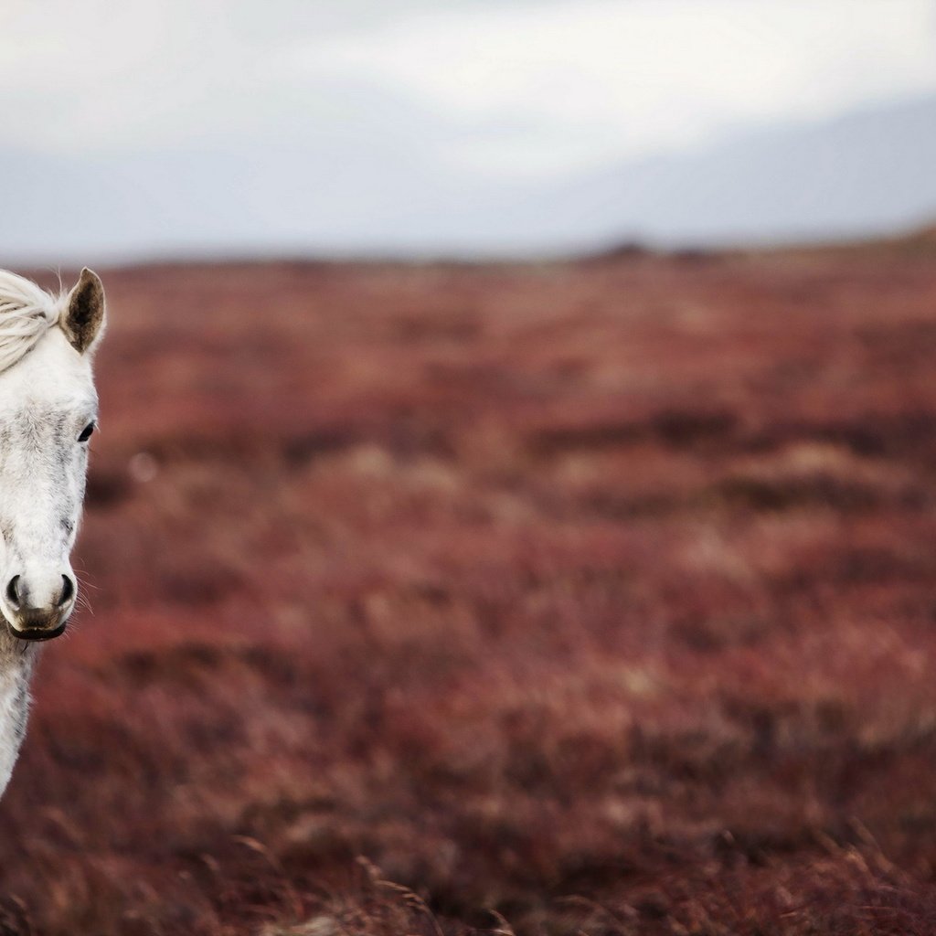 Обои лошадь, природа, поле, конь, horse, nature, field разрешение 1920x1200 Загрузить