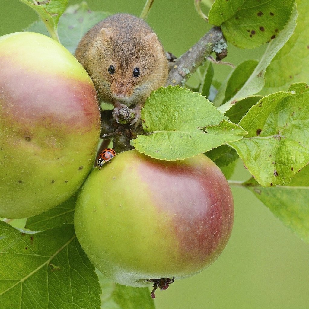 Обои яблоки, мышь, apples, mouse разрешение 1920x1200 Загрузить