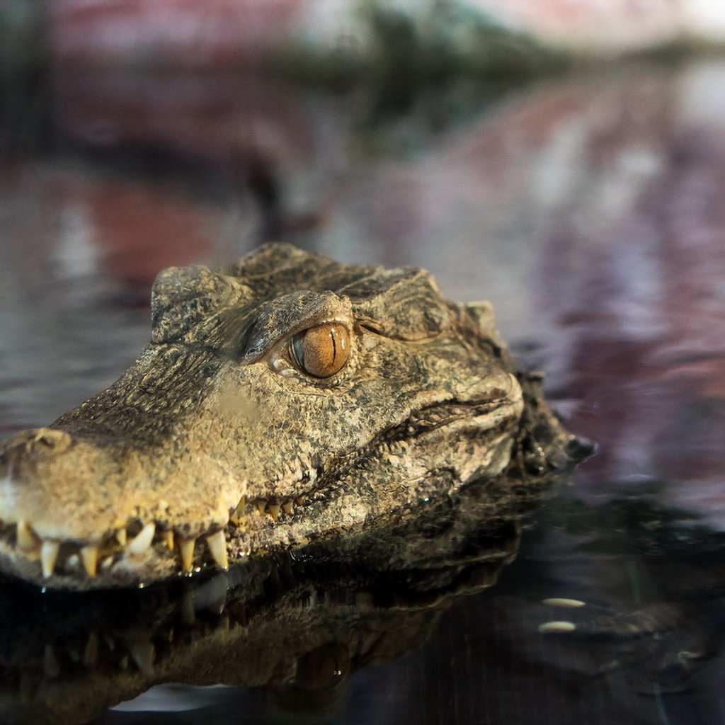 Обои глаза, вода, отражение, зубы, крокодил, пасть, пресмыкающиеся, eyes, water, reflection, teeth, crocodile, mouth, reptiles разрешение 1920x1103 Загрузить