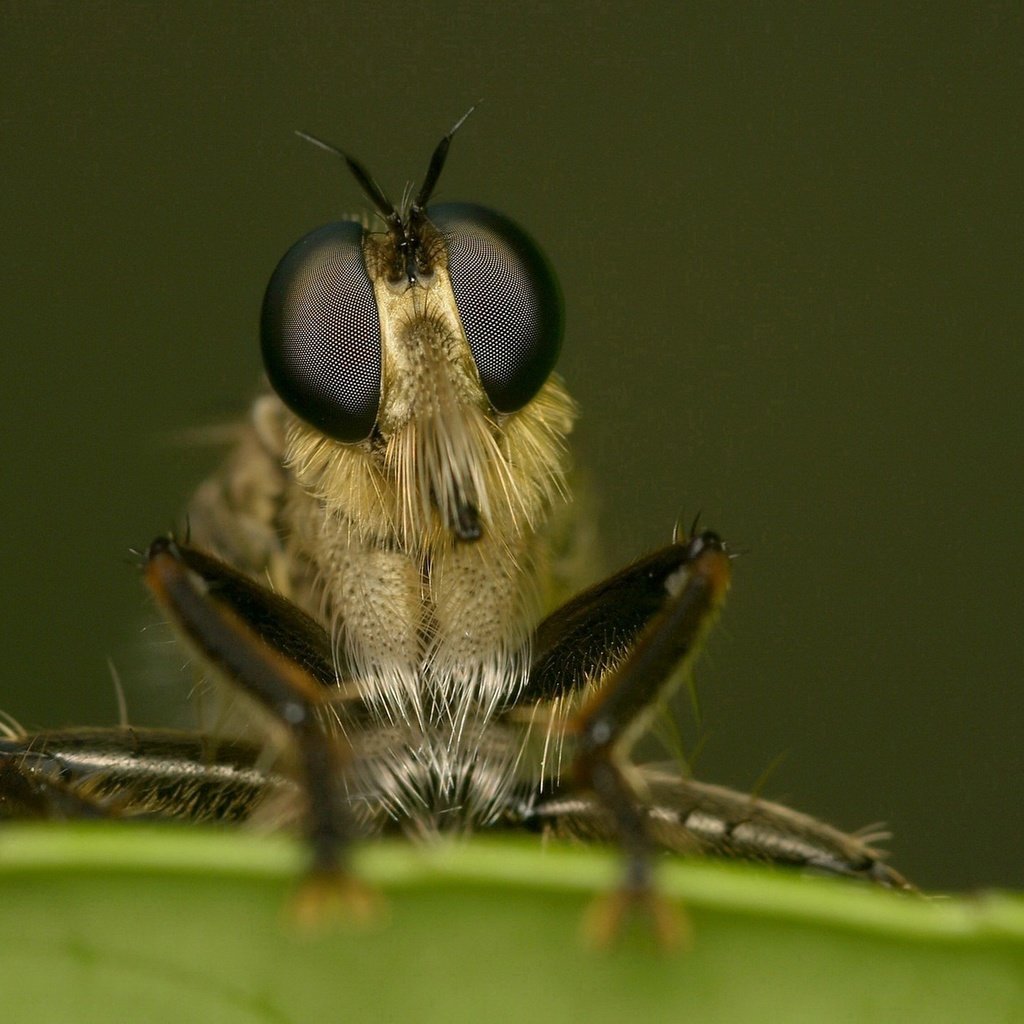 Обои глаза, макро, насекомое, лапки, муха, крупным планом, eyes, macro, insect, legs, fly, closeup разрешение 1920x1444 Загрузить