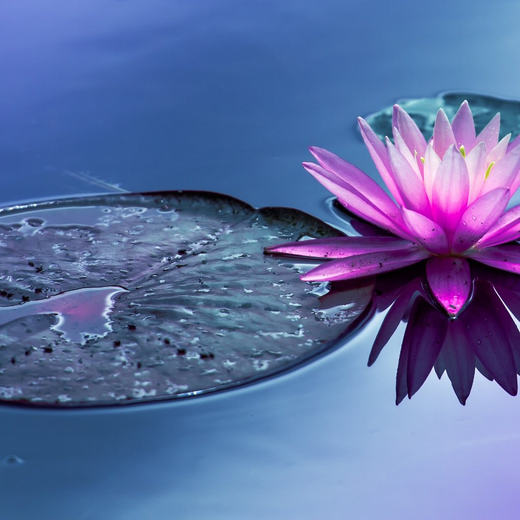 Обои вода, цветок, пруд, водяная лилия, water, flower, pond, water lily разрешение 2048x1105 Загрузить