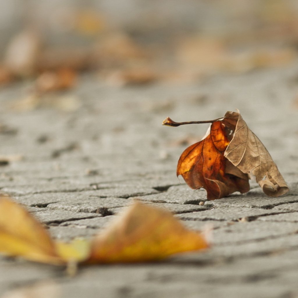 Обои макро, осень, лист, macro, autumn, sheet разрешение 1920x1200 Загрузить