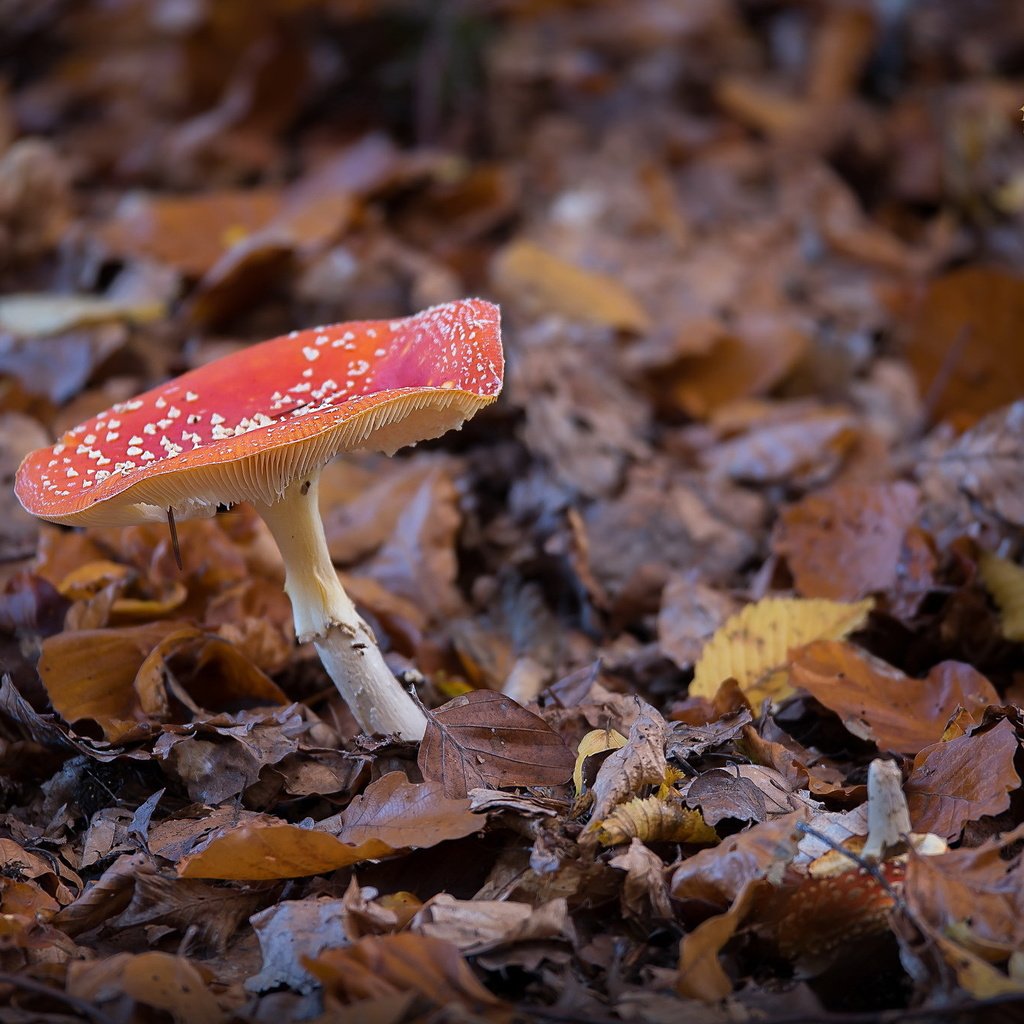 Обои природа, осень, гриб, nature, autumn, mushroom разрешение 2047x1352 Загрузить