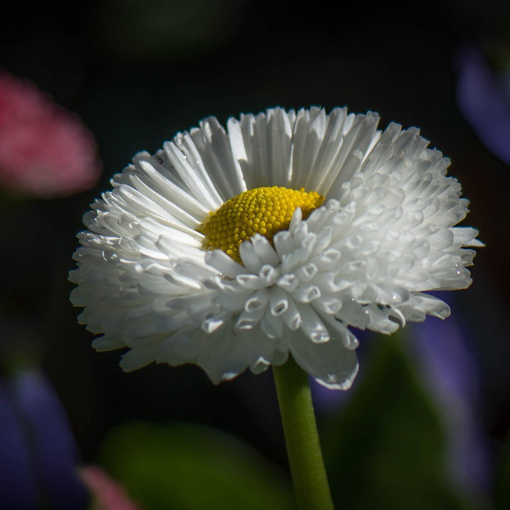 Обои парк, лепестки, сад, луг, стебель, клумба, park, petals, garden, meadow, stem, flowerbed разрешение 2048x1177 Загрузить