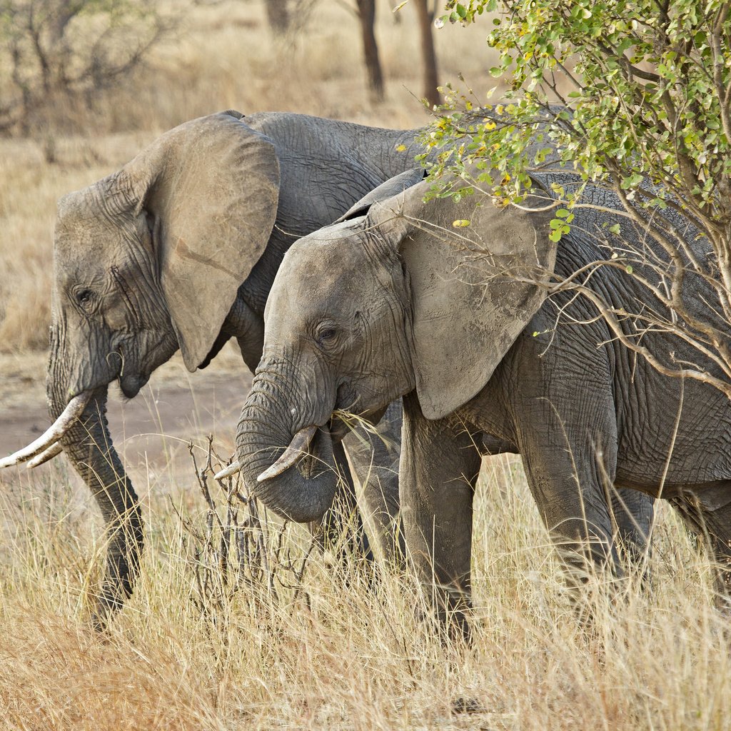 Обои природа, африка, уши, слоны, хобот, бивни, nature, africa, ears, elephants, trunk, tusks разрешение 2048x1412 Загрузить