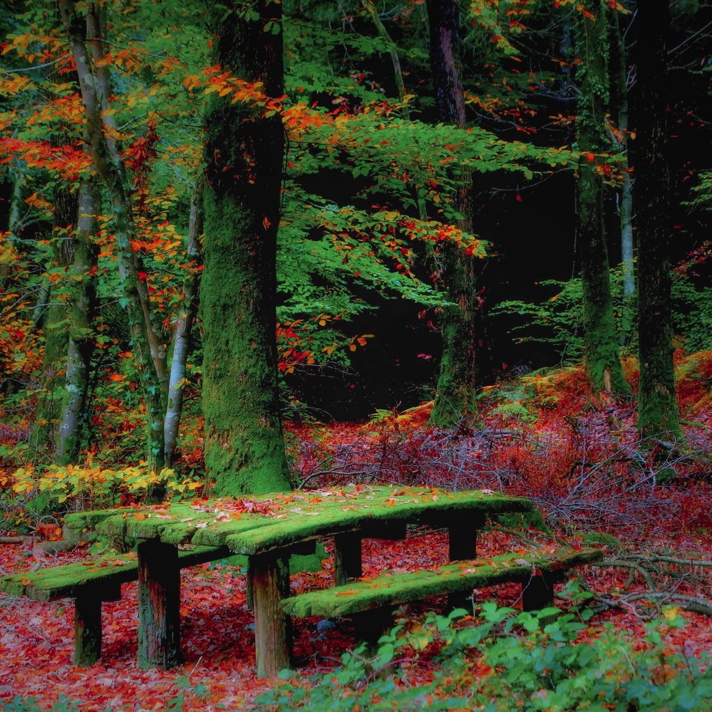 Обои лес, осень, скамья, forest, autumn, bench разрешение 2560x1707 Загрузить