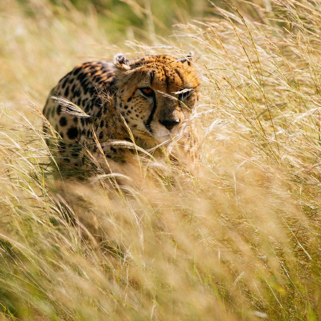 Обои трава, африка, охота, гепард, grass, africa, hunting, cheetah разрешение 2000x1331 Загрузить