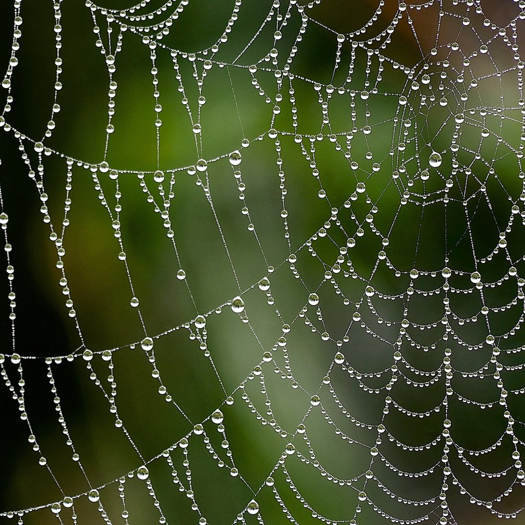 Обои макро, капли, паутина, macro, drops, web разрешение 4440x2960 Загрузить