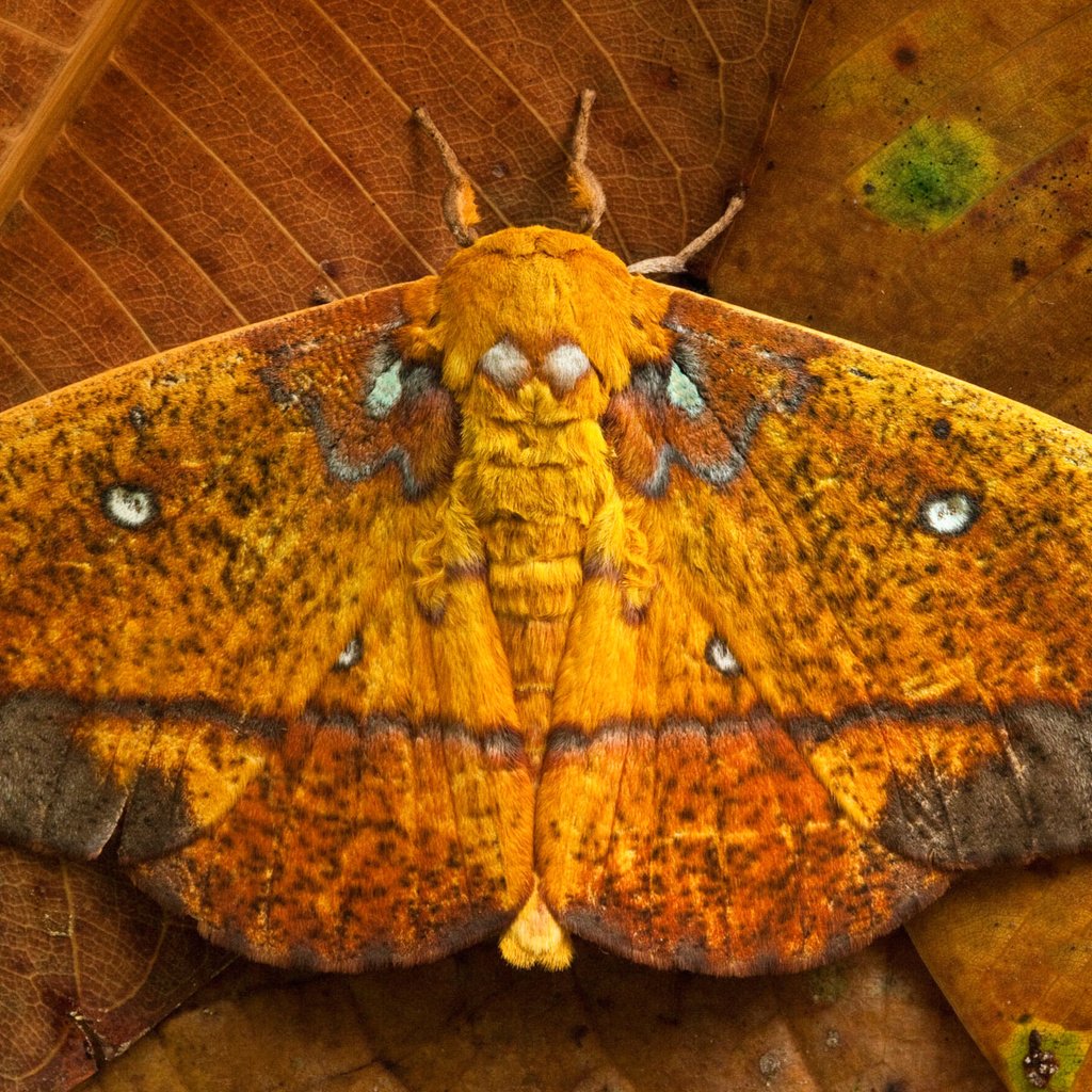Обои листья, бабочка, крылья, saturniid moth, yasuni national park, эквадор, leaves, butterfly, wings, ecuador разрешение 1920x1200 Загрузить