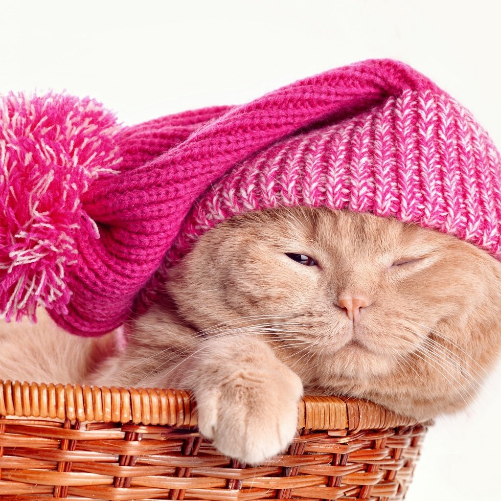 Обои кот, кошка, шапка, корзинка, скоттиш-фолд, шотландская вислоухая кошка, cat, hat, basket, scottish fold, scottish fold cat разрешение 2880x2080 Загрузить