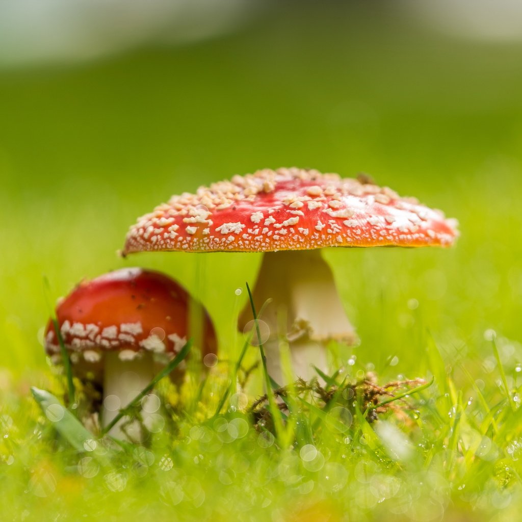 Обои природа, фон, грибы, nature, background, mushrooms разрешение 4793x2662 Загрузить