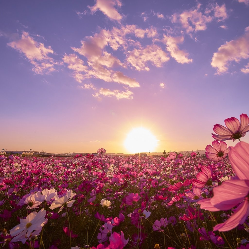 Обои небо, цветы, закат, поле, космея, слушай свое сердце, the sky, flowers, sunset, field, kosmeya разрешение 2880x1920 Загрузить