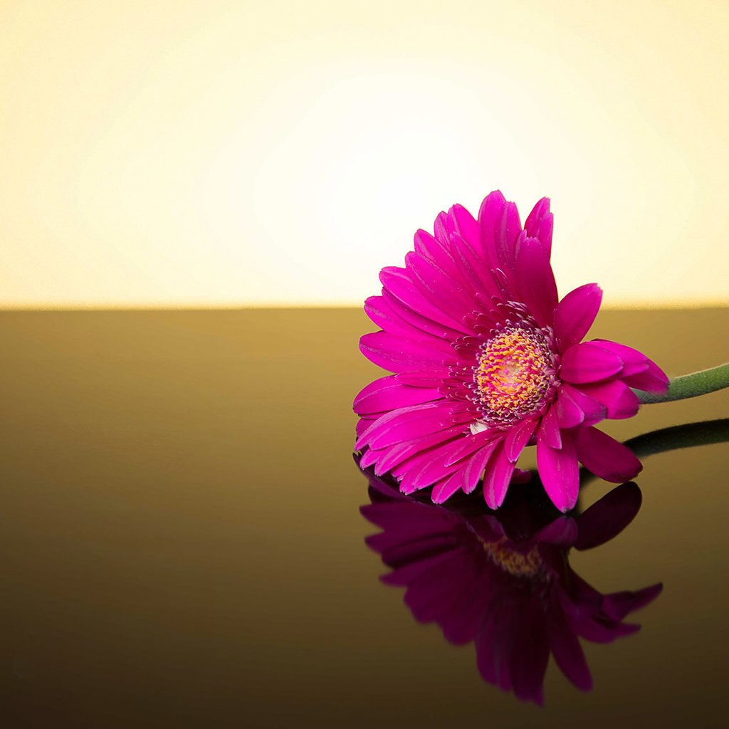 Обои фон, цветок, гербера, background, flower, gerbera разрешение 2048x1135 Загрузить