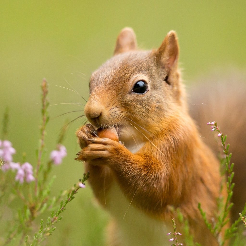 Обои цветы, трава, природа, фон, цветок, животное, белка, flowers, grass, nature, background, flower, animal, protein разрешение 2048x1280 Загрузить