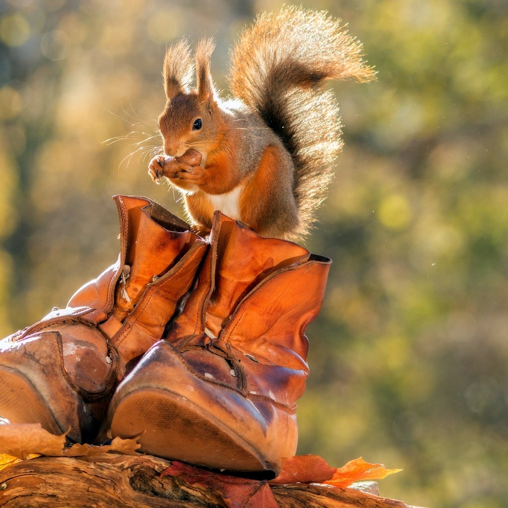 Обои листья, осень, животное, белка, орех, ботинки, грызун, leaves, autumn, animal, protein, walnut, shoes, rodent разрешение 2048x1365 Загрузить