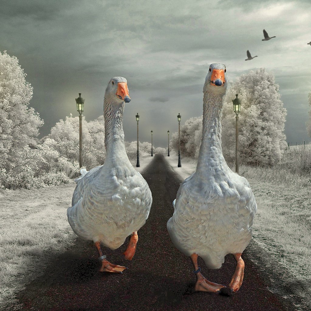 Обои дорога, фонари, птицы, гуси, road, lights, birds, geese разрешение 2880x1920 Загрузить