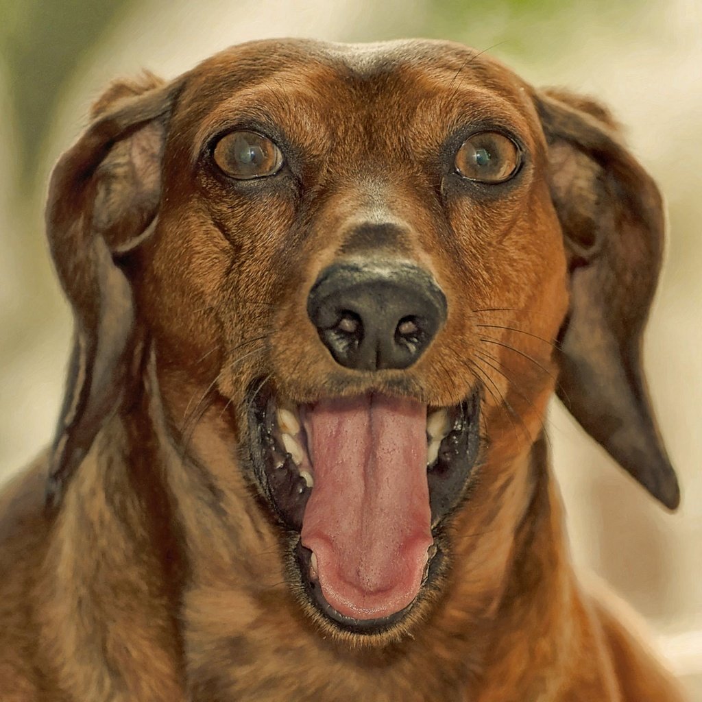 Обои морда, собака, язык, такса, пасть, face, dog, language, dachshund, mouth разрешение 2048x1479 Загрузить