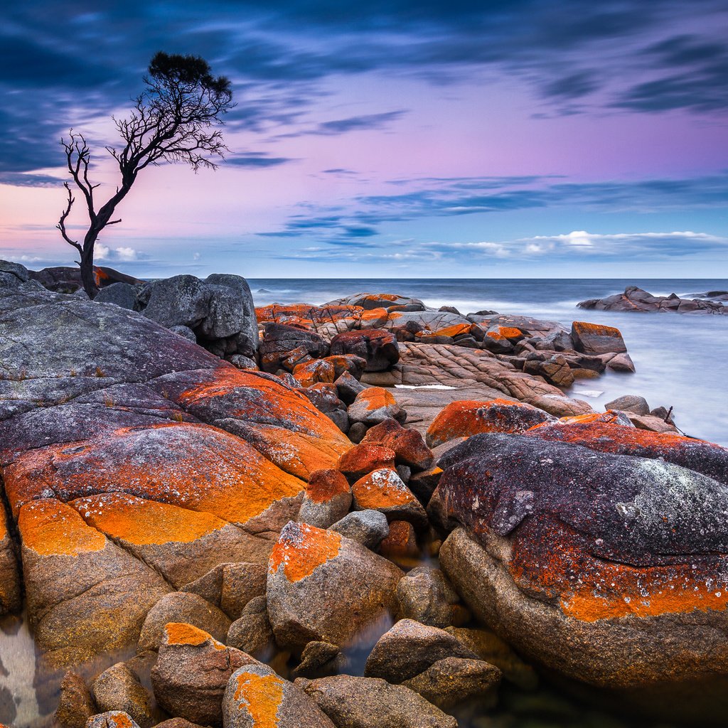 Обои дерево, камни, берег, закат, море, австралия, тасмания, tree, stones, shore, sunset, sea, australia, tasmania разрешение 2048x1365 Загрузить