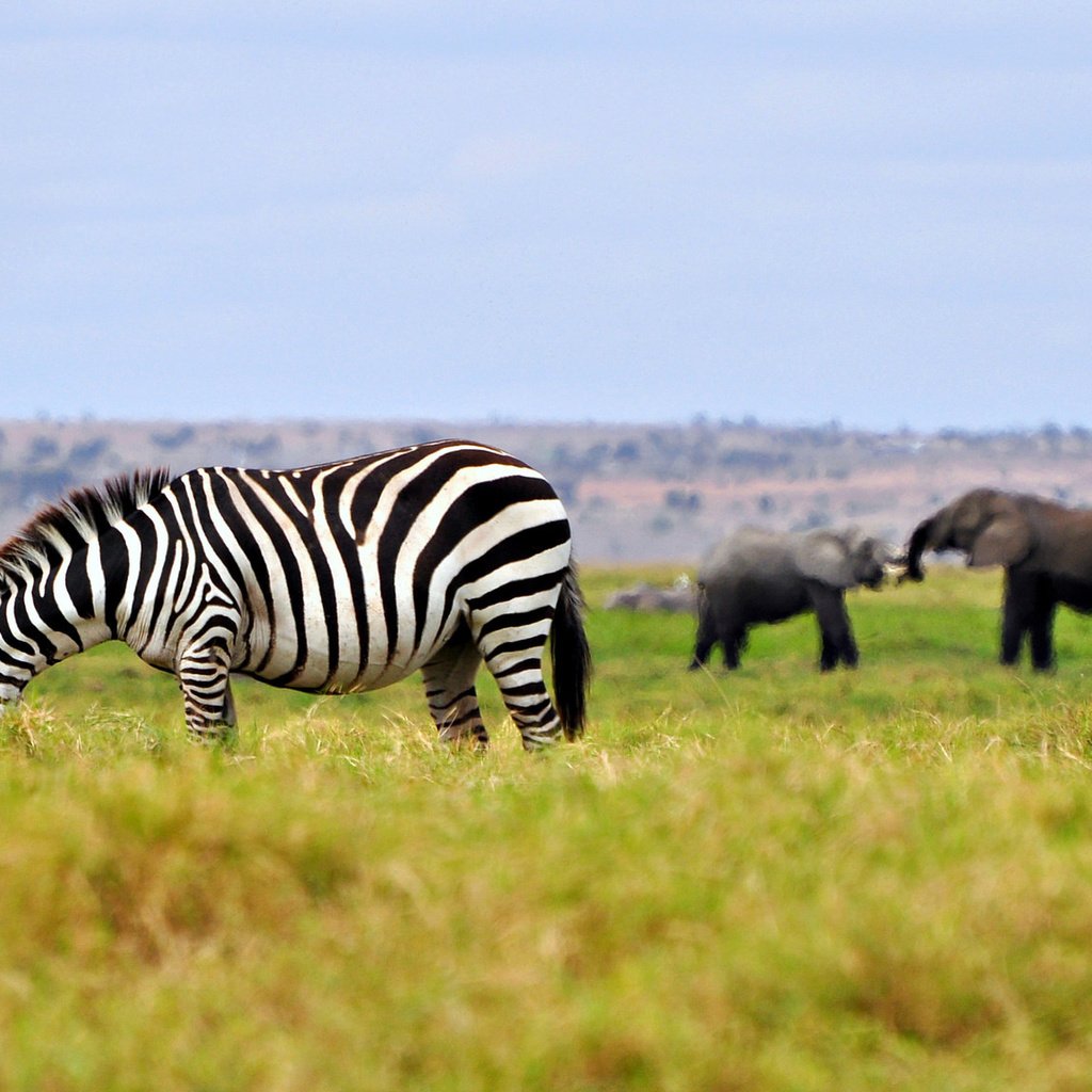 Обои трава, зебра, животные, слоны, саванна, штат джорджия, grass, zebra, animals, elephants, savannah, georgia разрешение 2048x1153 Загрузить