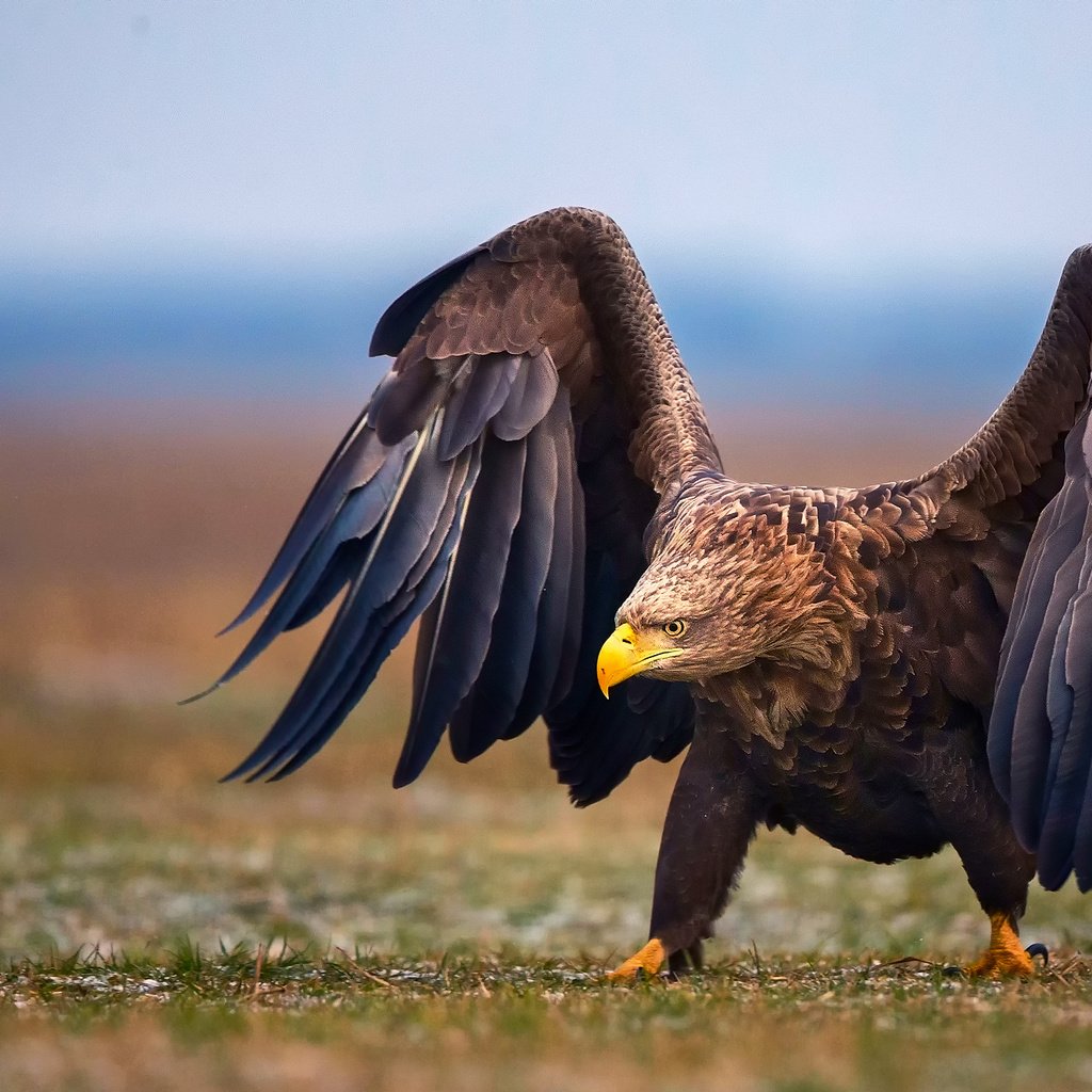 Обои природа, крылья, орел, птица, nature, wings, eagle, bird разрешение 2048x1366 Загрузить