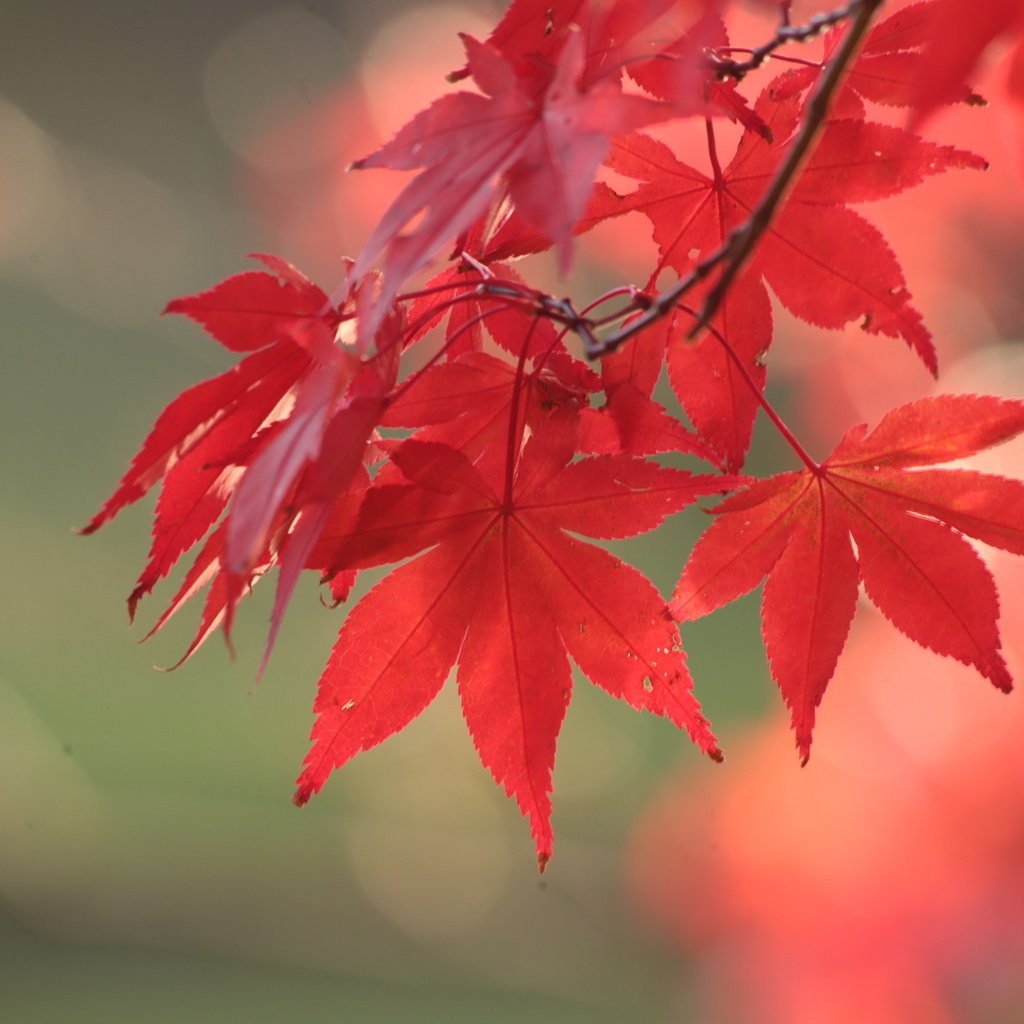 Обои листья, осень, красный, клен, leaves, autumn, red, maple разрешение 3648x2432 Загрузить