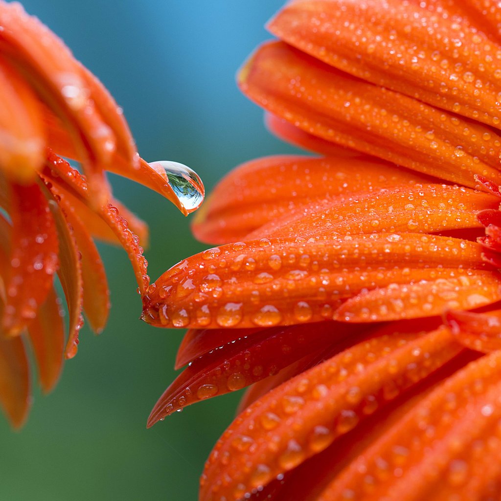 Обои цветы, фон, роса, лепестки, оранжевые, гербера, flowers, background, rosa, petals, orange, gerbera разрешение 2048x1365 Загрузить