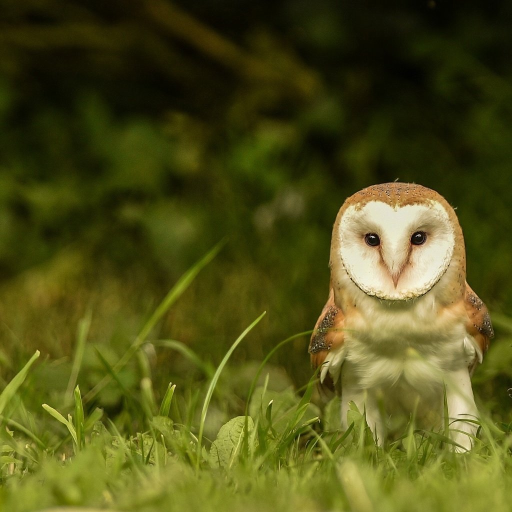 Обои глаза, трава, сова, взгляд, птица, сипуха, eyes, grass, owl, look, bird, the barn owl разрешение 2048x1280 Загрузить