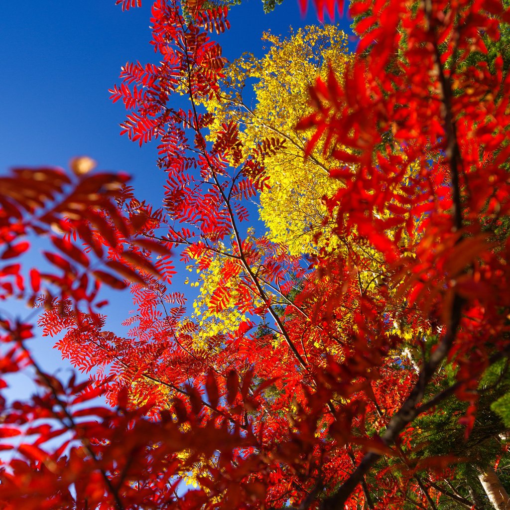 Обои небо, дерево, листья, осень, багрянец, the sky, tree, leaves, autumn, the crimson разрешение 2048x1536 Загрузить