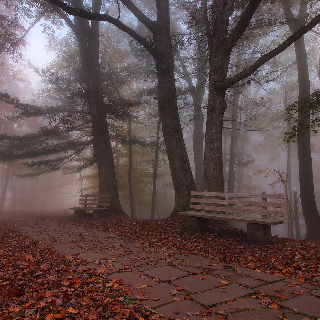 Обои деревья, листья, парк, осень, скамья, trees, leaves, park, autumn, bench разрешение 2048x1342 Загрузить